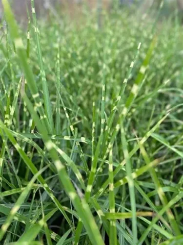 Miscanthus sinensis 'Strictus' / Maiden Grass
