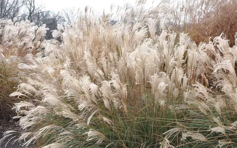 Miscanthus sinesis 'Adiagio'