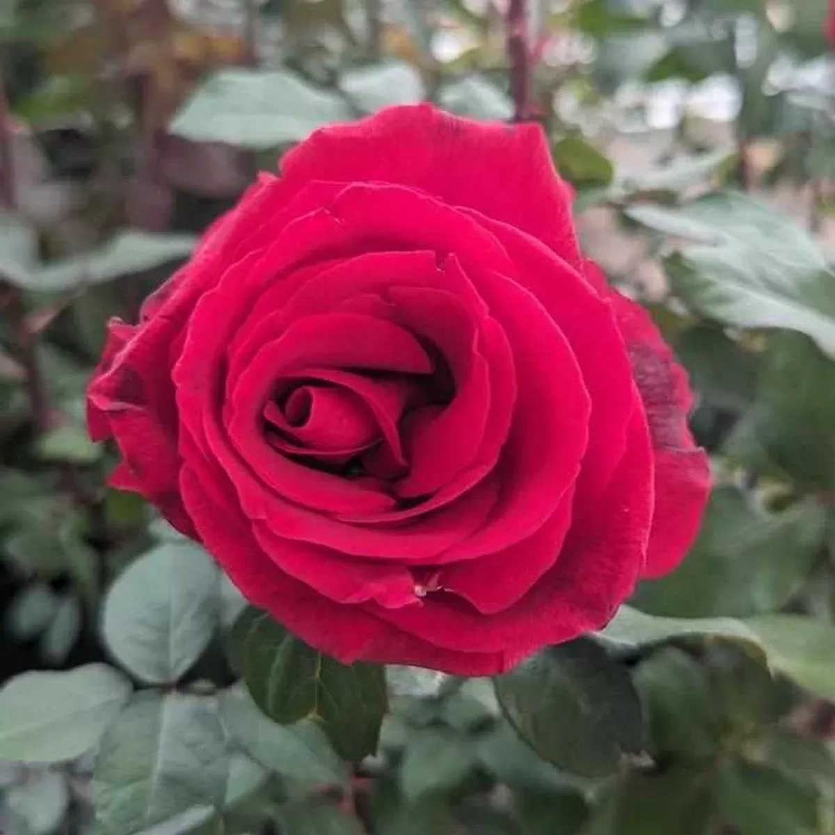 Mister Lincoln Hybrid Tea Rose