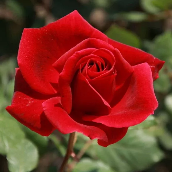 Mister Lincoln Red Rose Tree