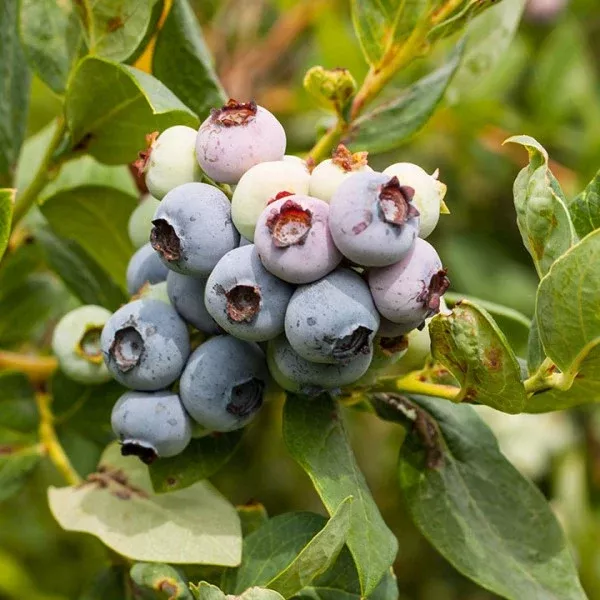 Misty Blueberry