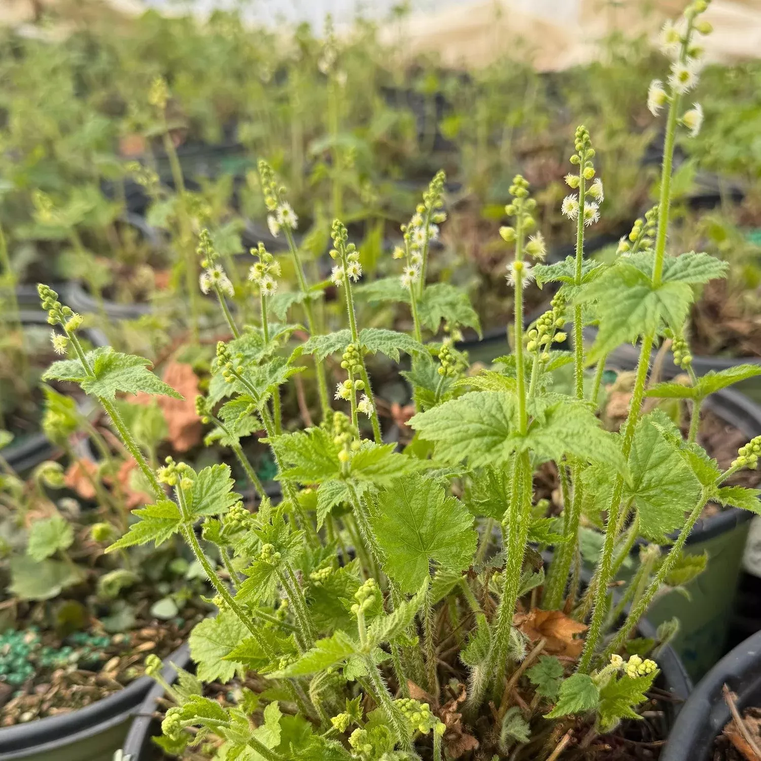 Mitella diphylla