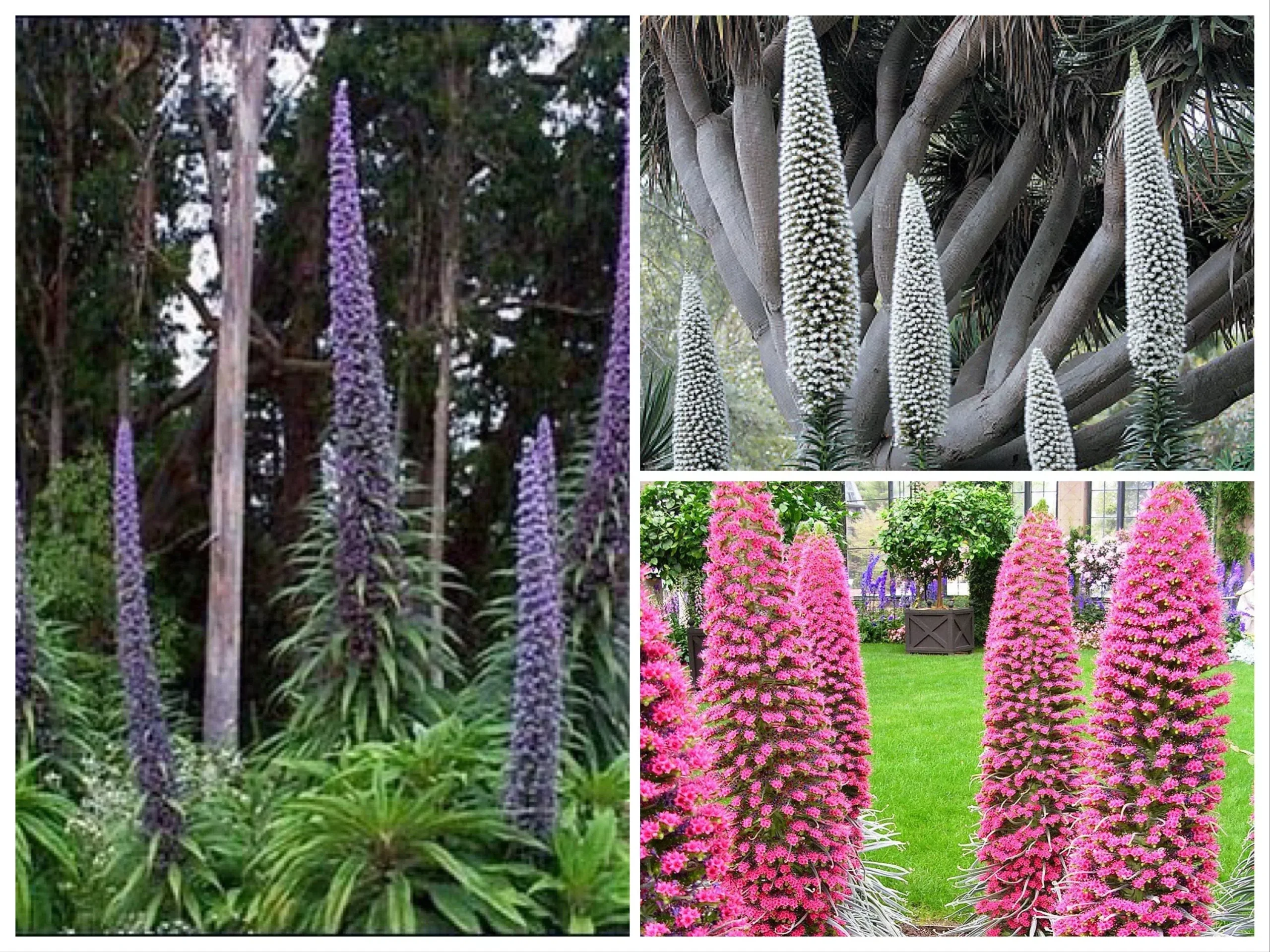 Mix Tower of Jewel Seeds, Blue, Pink, White, Echium Pininana EC8010