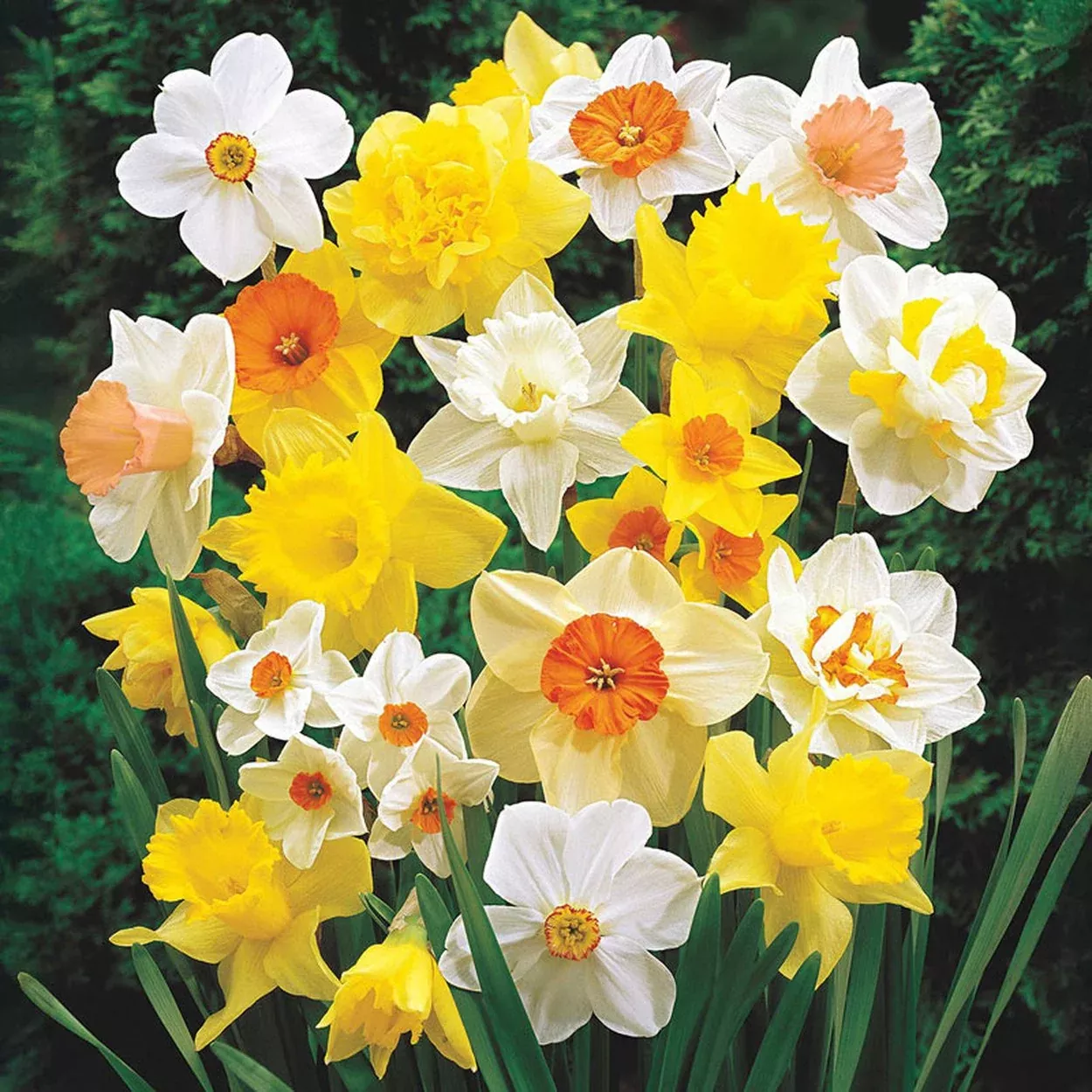 Mixed Daffodil Super Sak