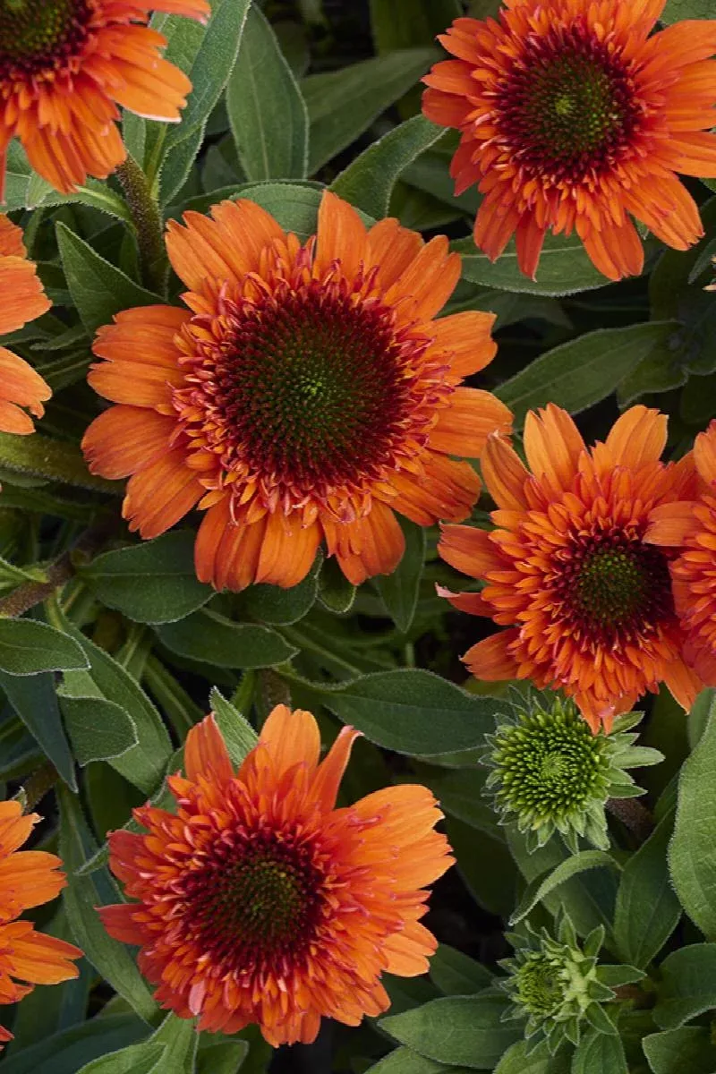 Moab Sunset Coneflower