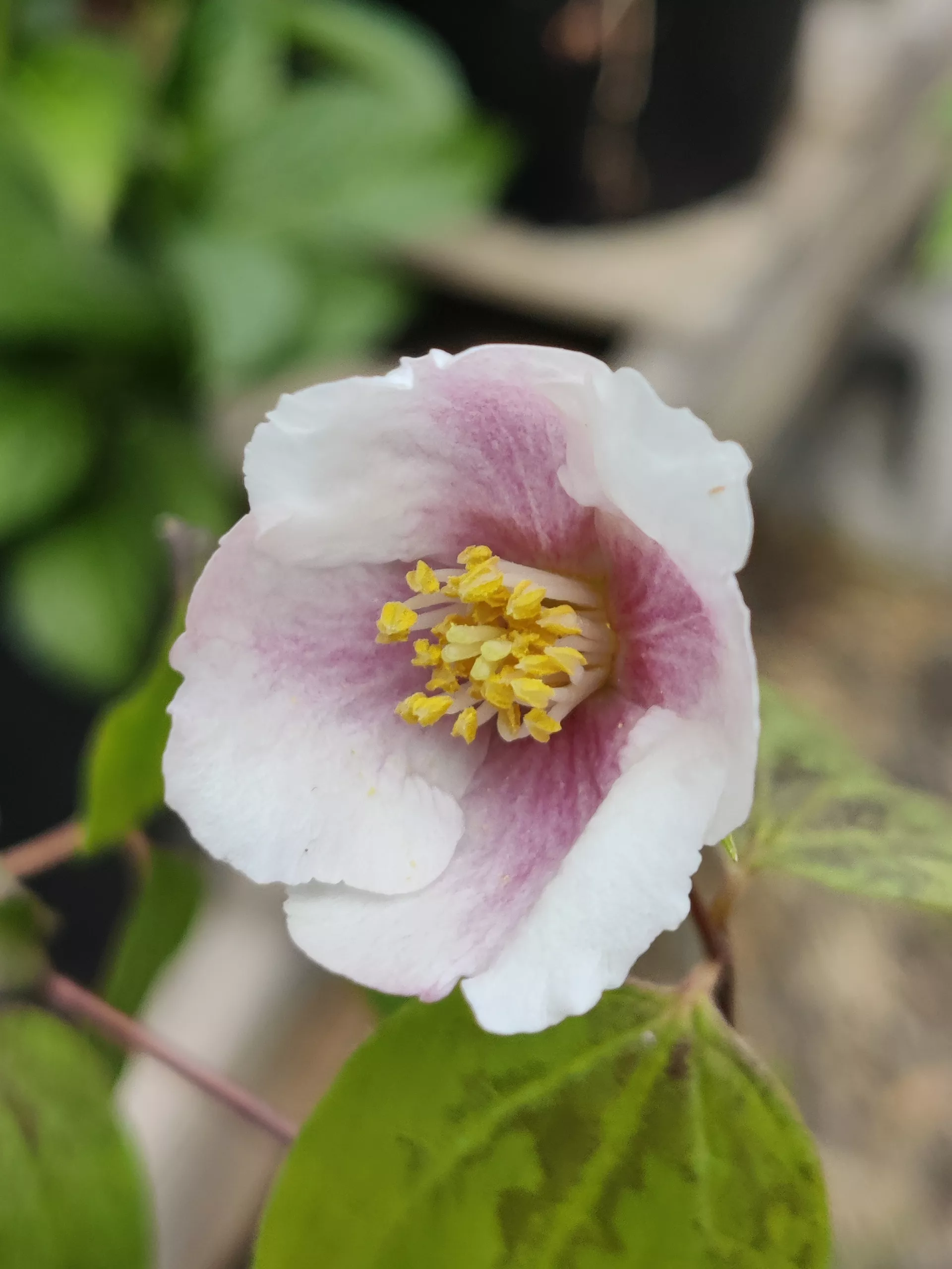 Mock Orange, hybrid ‘Sybille’ unrooted cuttings