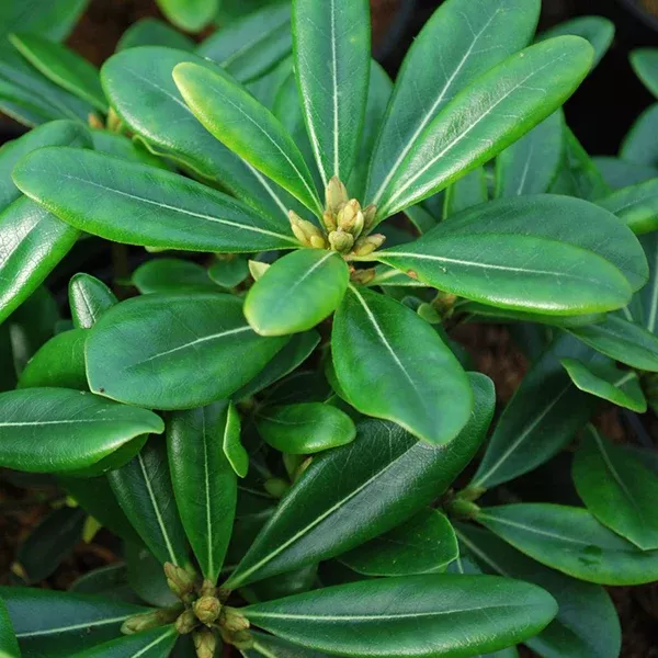 Mock Orange