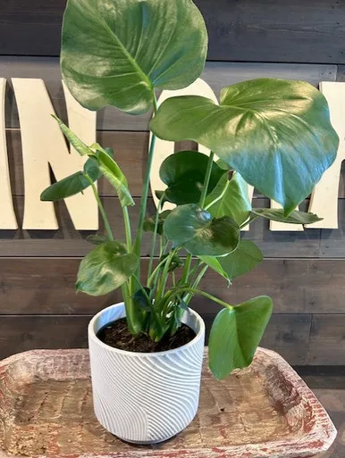 Modern Flow Terra Cotta Planter