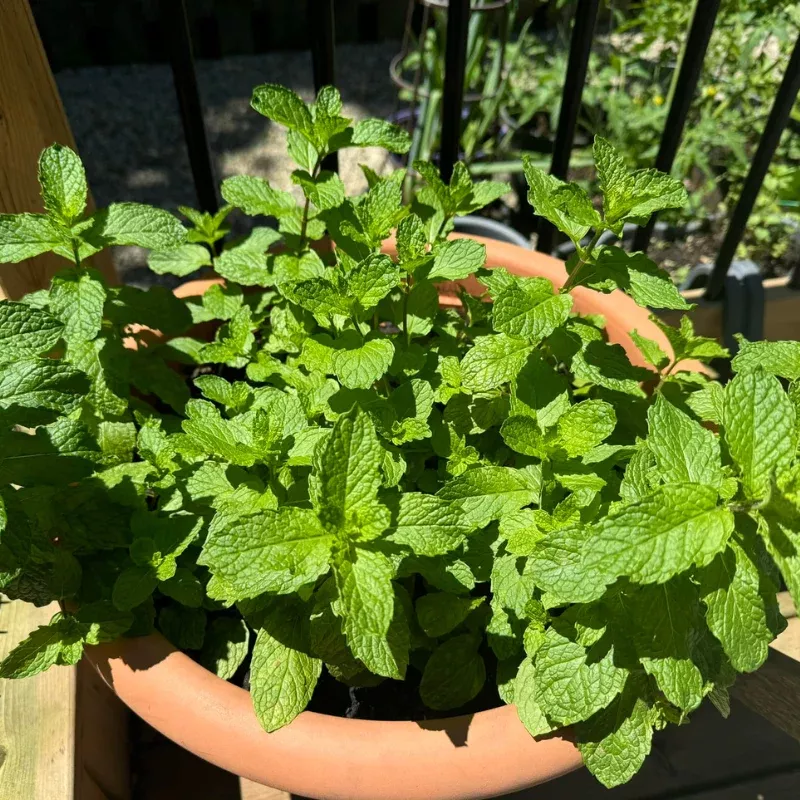 Mojito Mint Plant Plug (Mentha x villosa) – Authentic Herb for Mojito Cocktails & Fresh Garden Mint