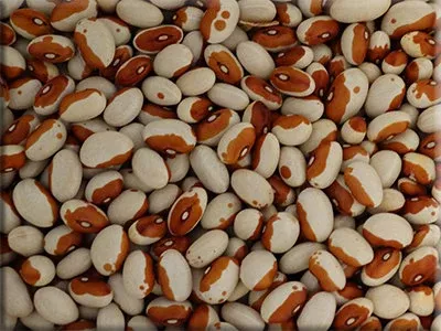 Molasses Face Bean
