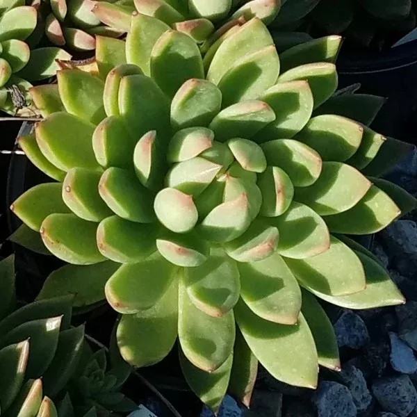 Molded Wax Agave