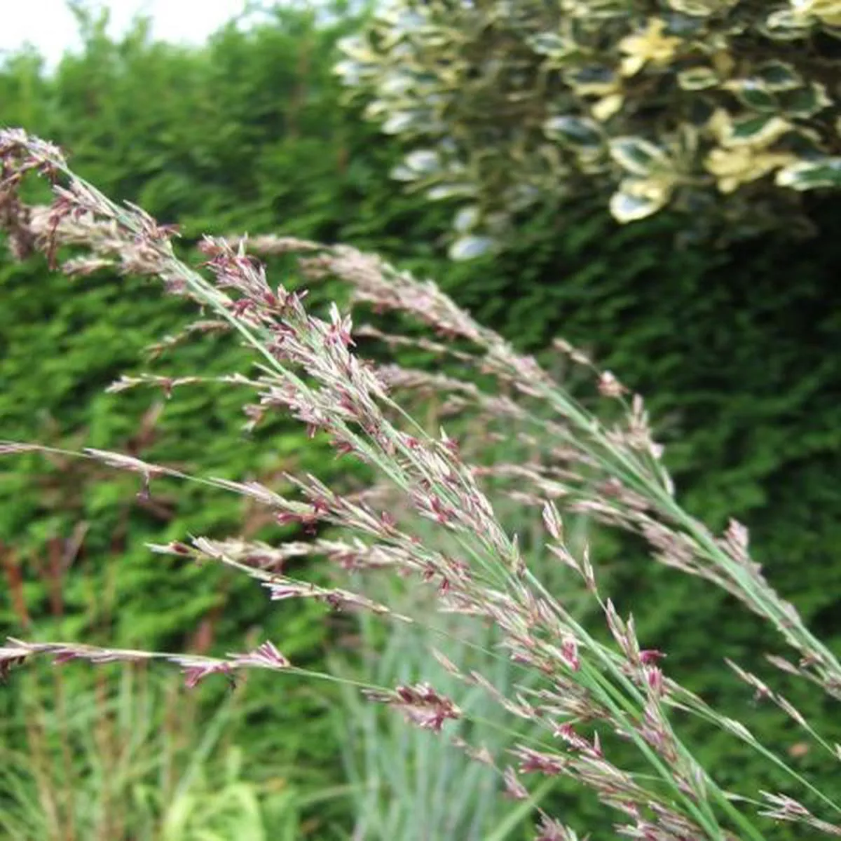Molinia caerulea Windspiel