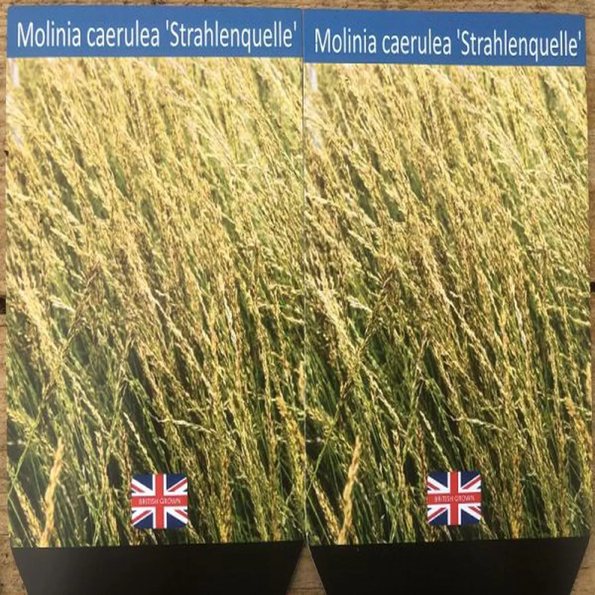 Molinia StrahlenquellePurple Moor Grass