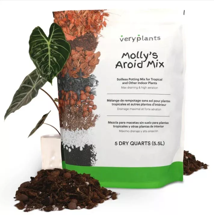Molly's Aroid Mix