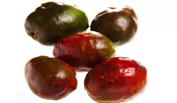 Mombin/Hogplum/Jocote/Ciruela RED Fruit Tree