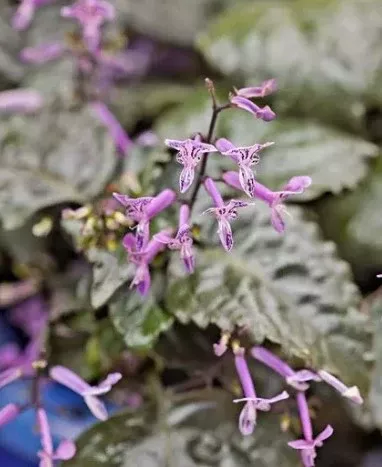 MONA LAVENDER PLECTRANTHUS