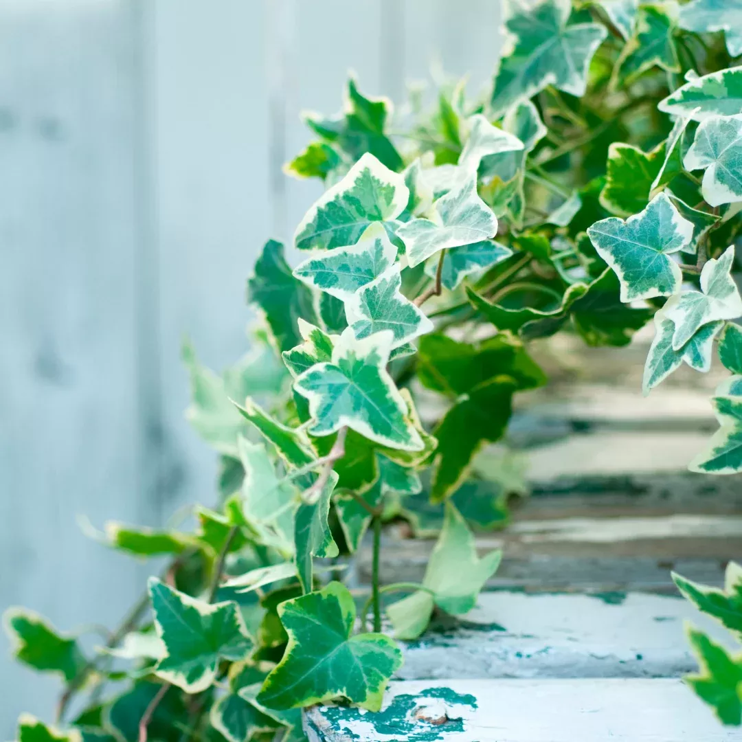 Mona Lisa Hedera Ivy Plant Plug (Hedera helix 'Mona Lisa') – Unique Variegated Ivy with Creamy Edges, Ideal for Indoor and Outdoor Use