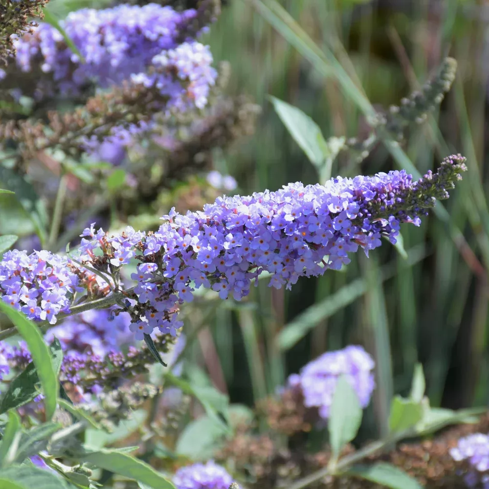 Monarch Glass Slippers Butterfly Bush