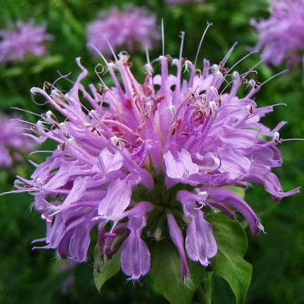 Monarda 'Blue Moon'- Sugar Buzz Blue Moon Bee Balm