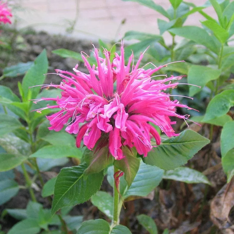 Monarda 'Bubblegum Blast' PP27497- Sugar Buzz Bubblegum Blast Bee Balm