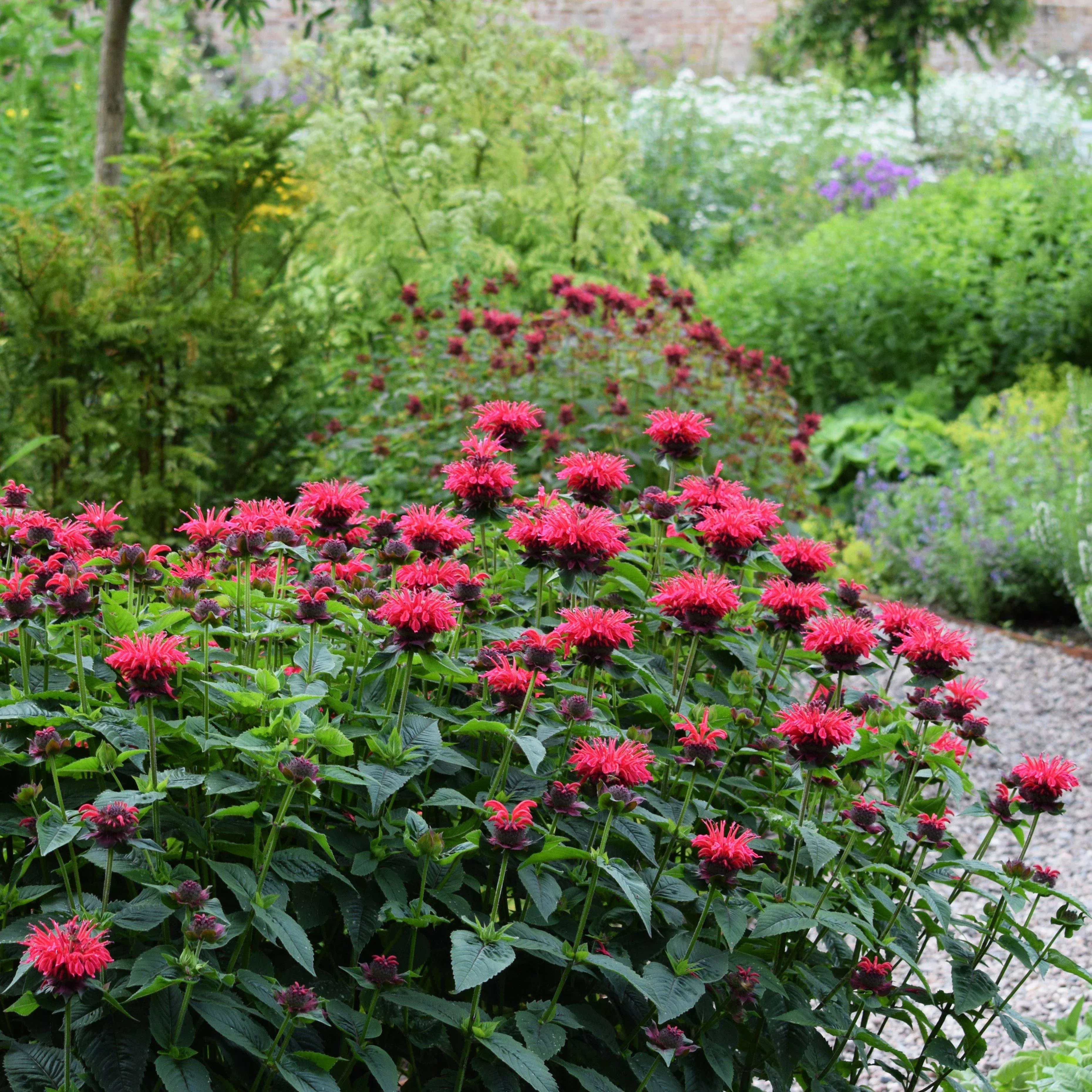 Monarda 'Cherry Pops'- Sugar Buzz 'Cherry Pops' Bee Balm