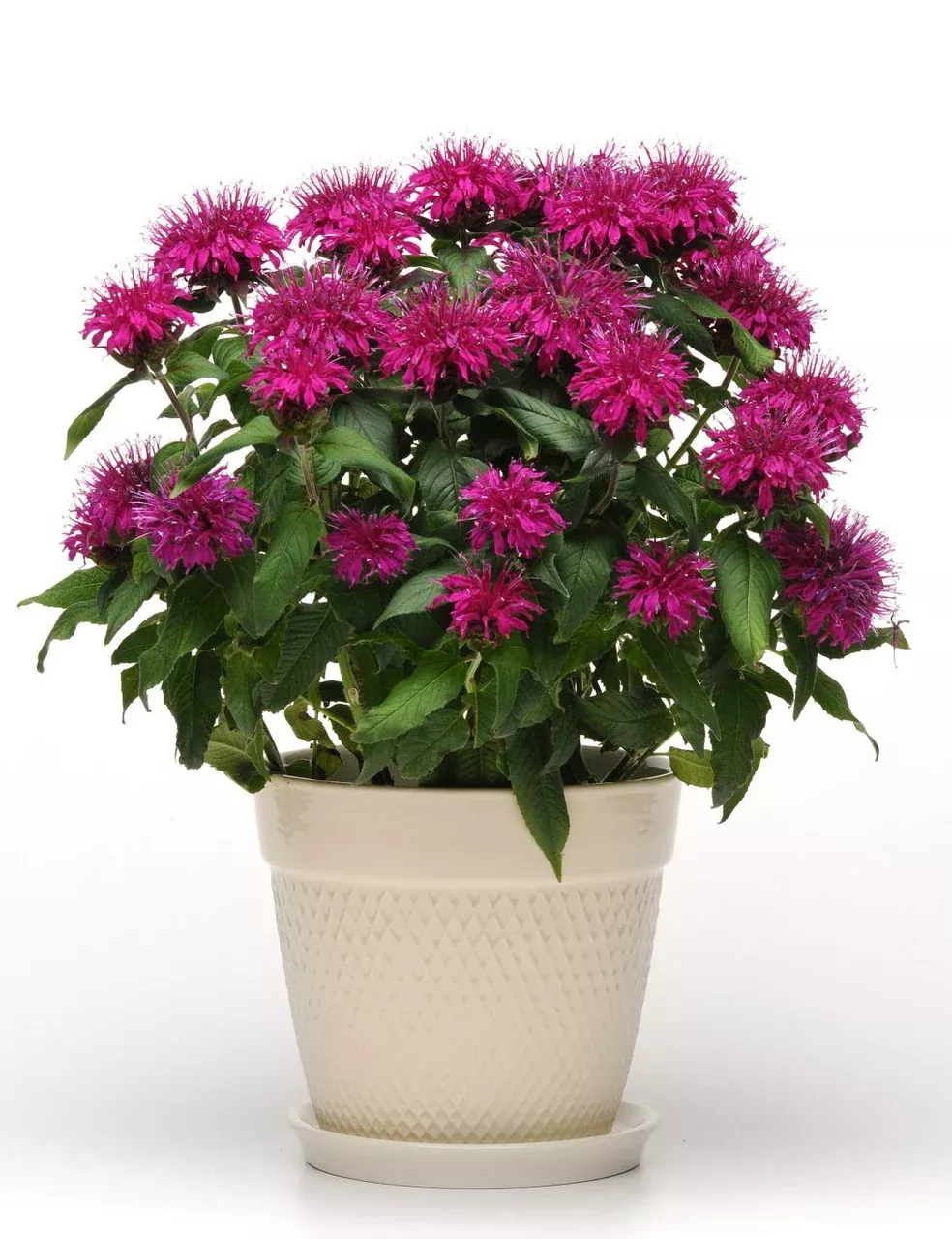 Monarda didyma 'Balmy™ Purple'