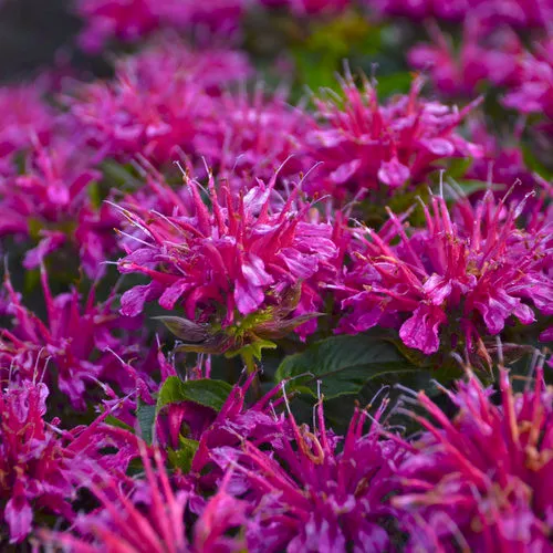 Monarda didyma 'Pardon My Purple' / Bee Balm