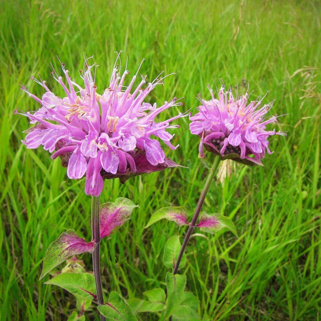 Monarda fistulosa- Wild Bergamot