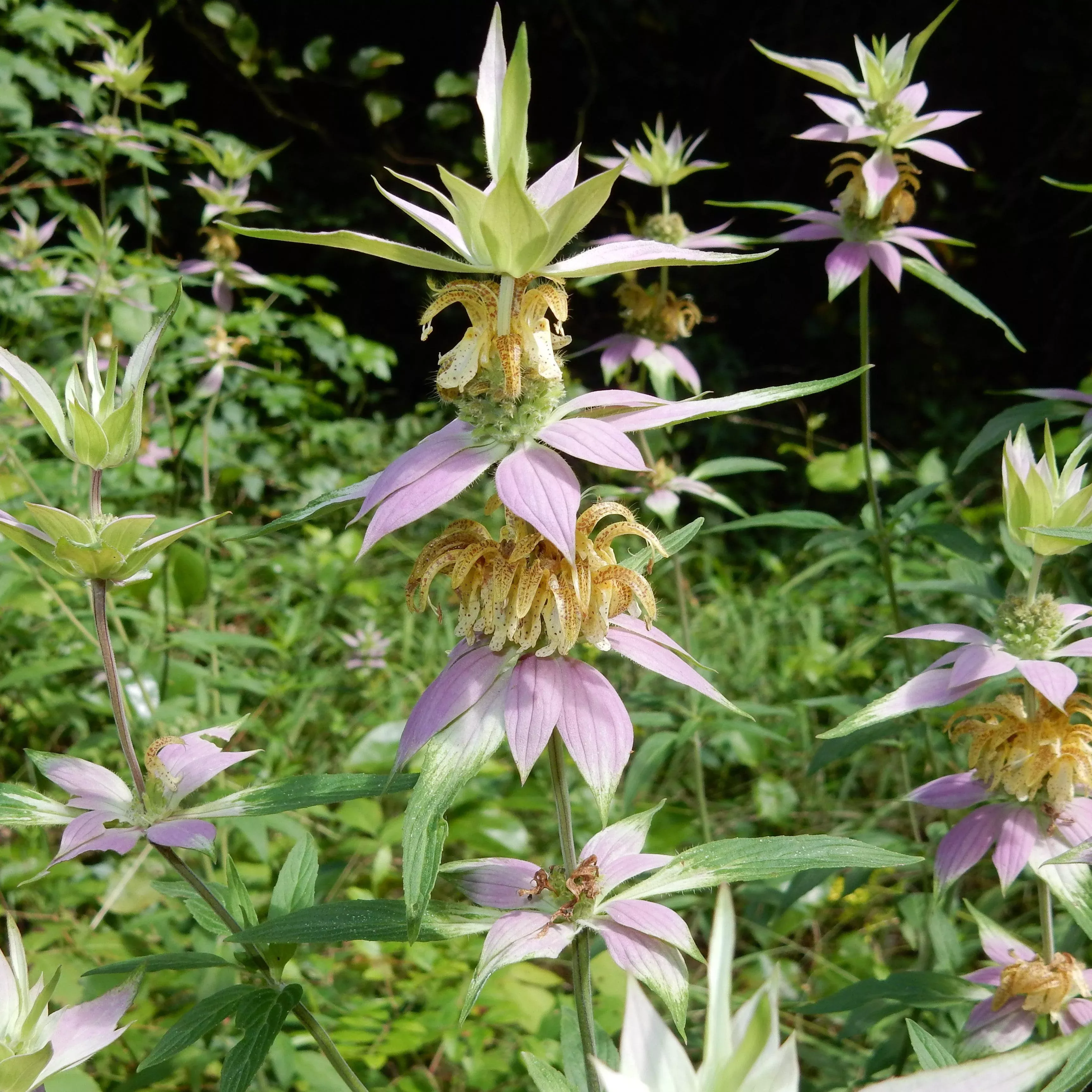 Monarda punctata- Spotted Beebalm