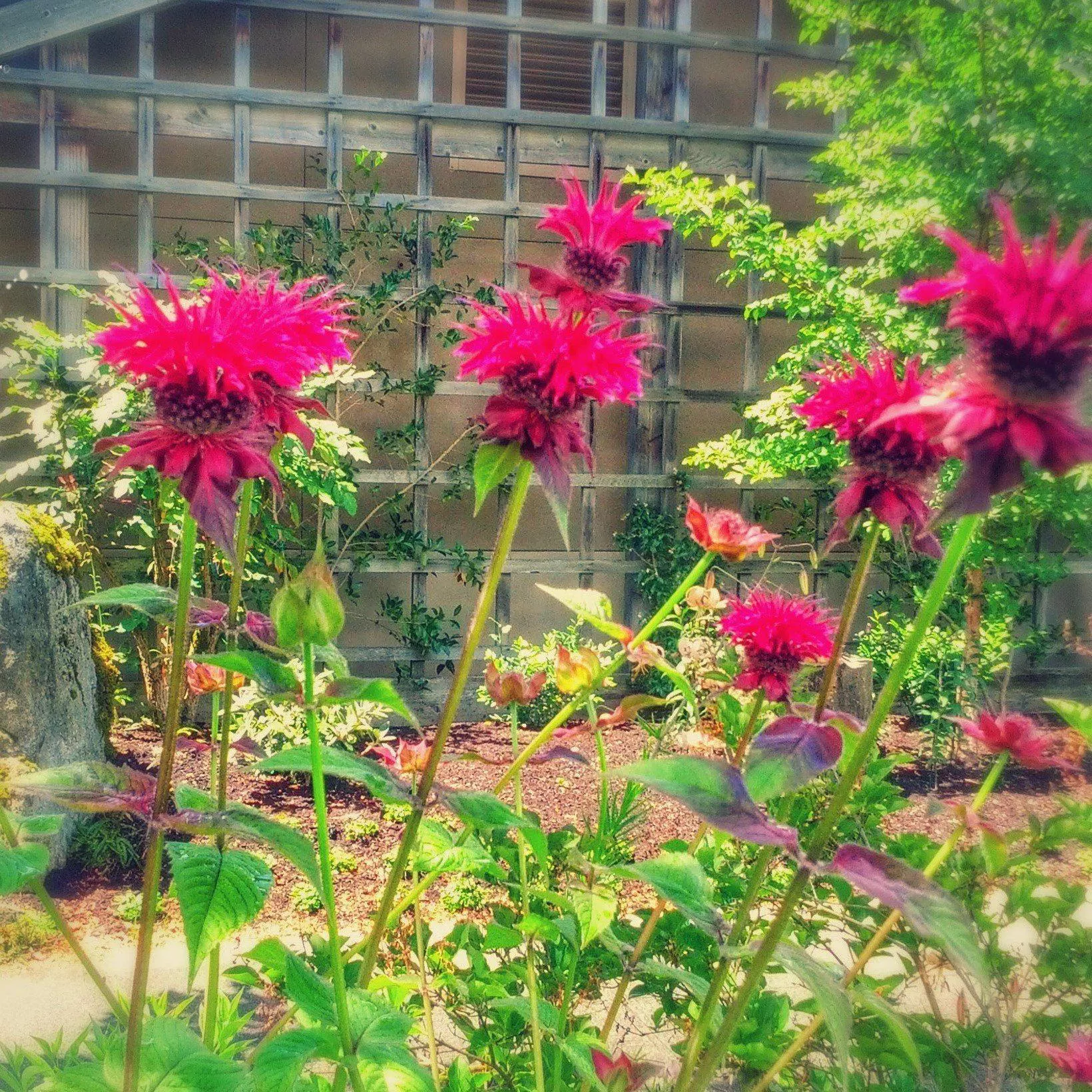 Monarda x 'Raspberry Wine'- Raspberry Wine Bee Balm
