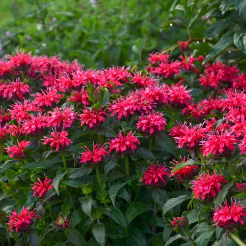 Monarda x 'Sugar Buzz Cherry Pops' / Bee Balm
