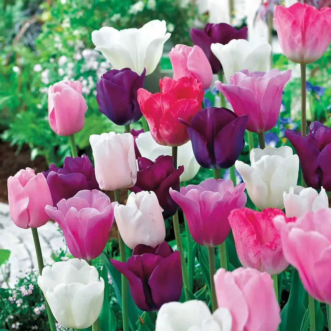 Monet’s Garden™Tulip Mixture