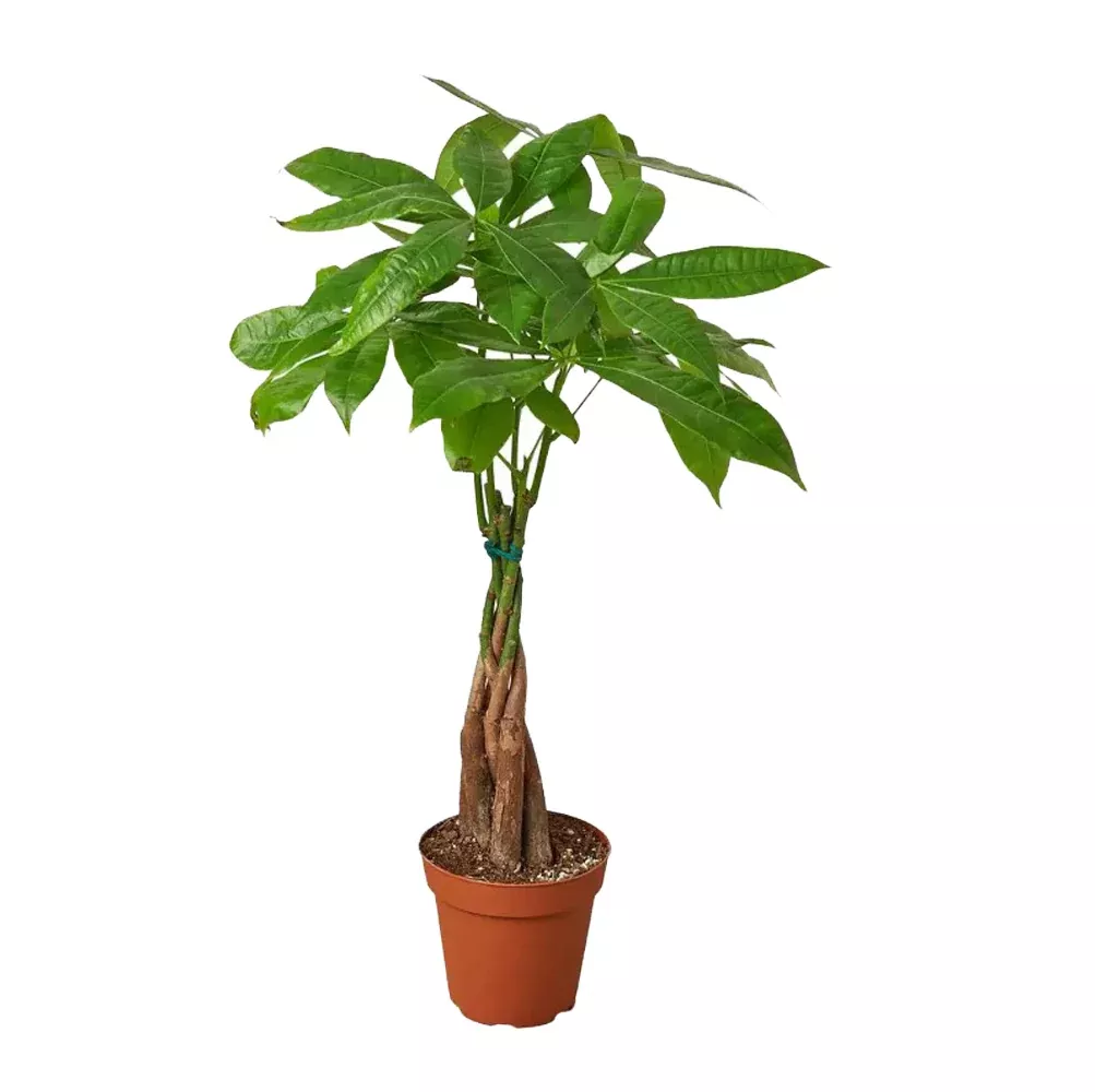 Money Tree - Pachira aquatica - 4" Potted Houseplant