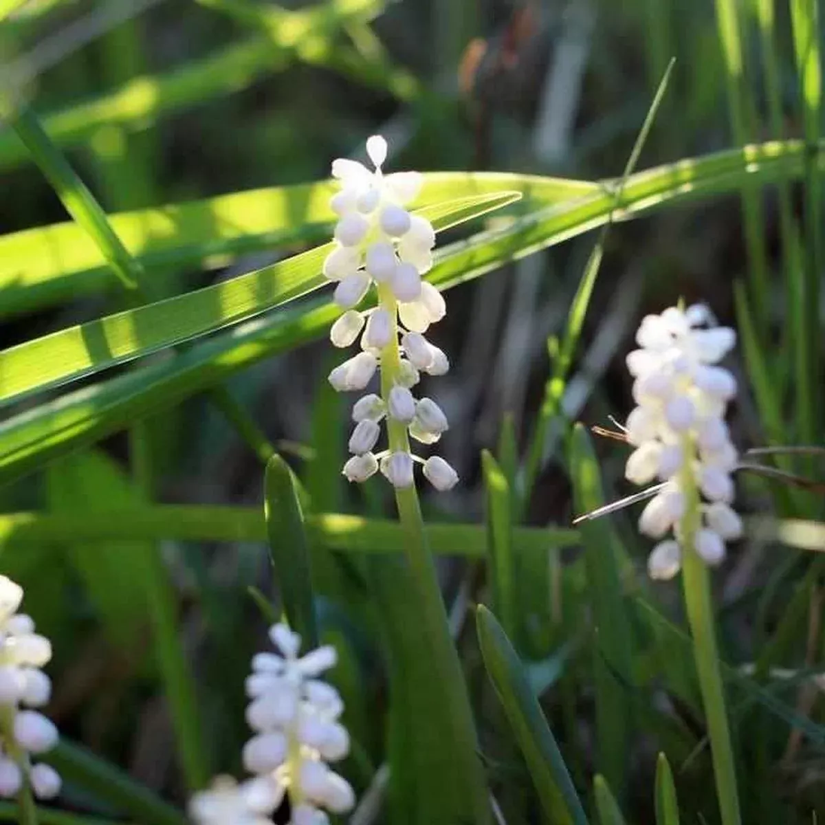 Monroe's White Lilyturf