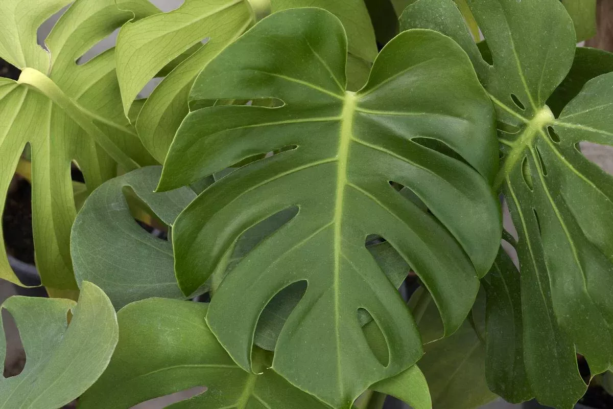 Monstera Deliciosa - Swiss Cheese Plant