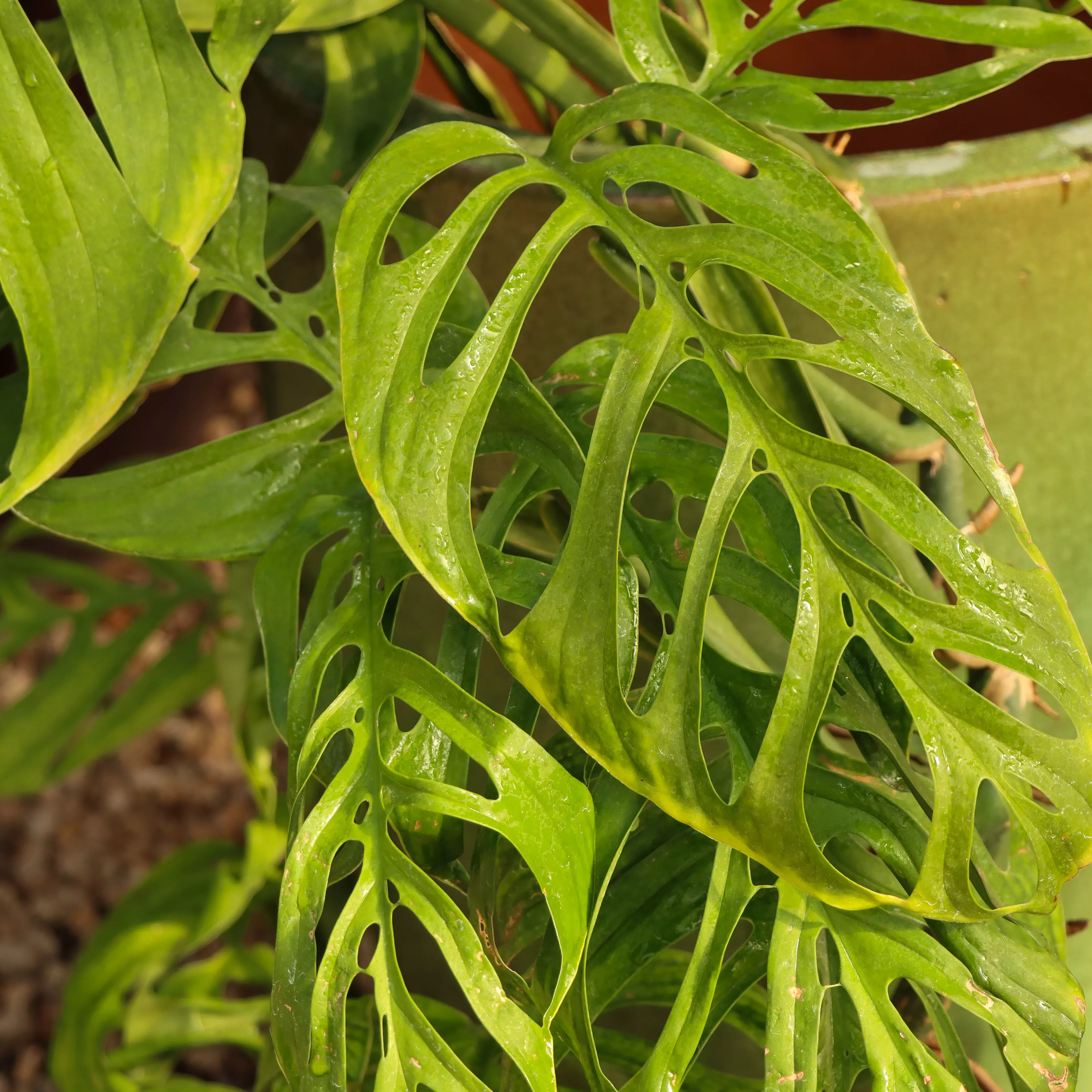 Monstera epipremnoides 'Esqueleto'