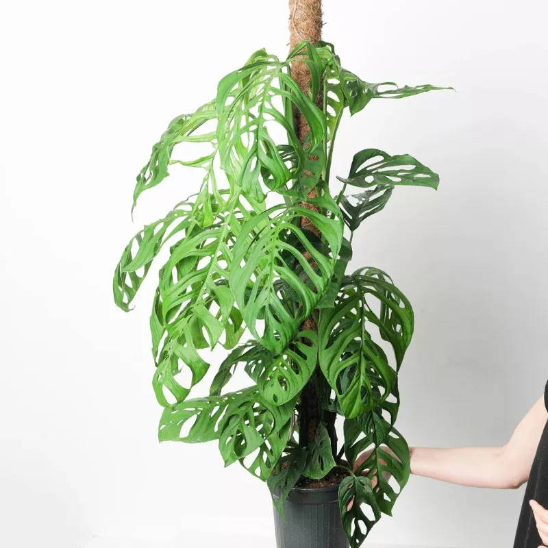 Monstera Esqueleto Plant Plug (Monstera esqueleto) – Unique, Lace-Like Leaves for Tropical and Indoor Spaces.