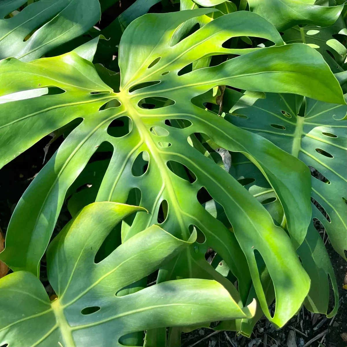 Monstera (Swiss Cheese Plant)