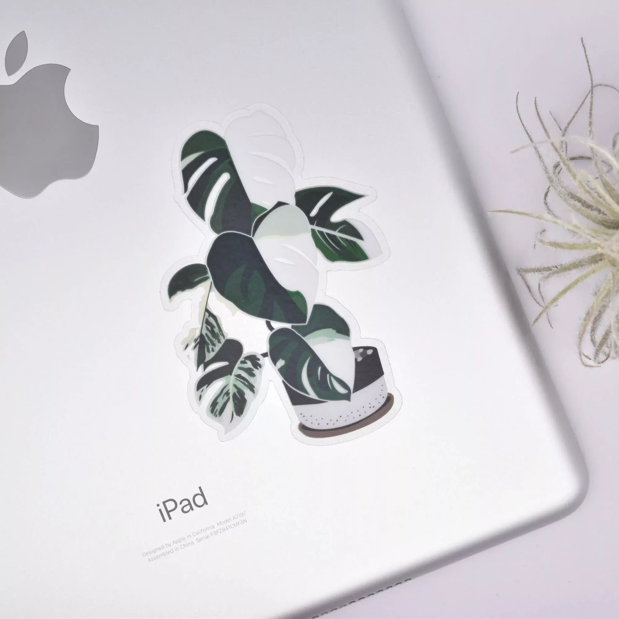 Monstera Variegata Clear Sticker