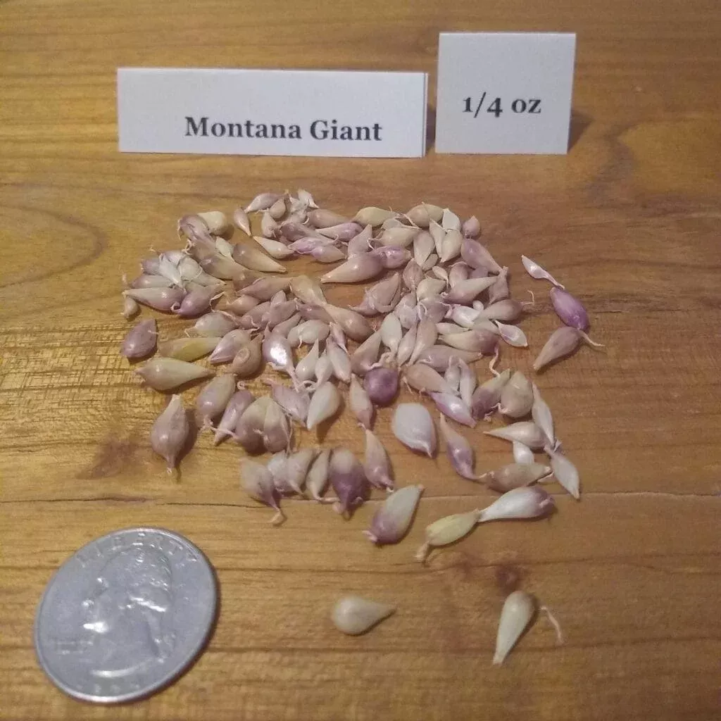 Montana Giant