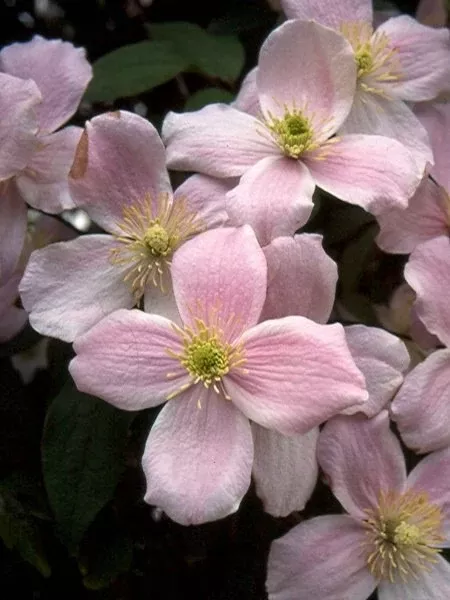 Montana Pink Clematis Seeds, Vine Clematis, Clematis Montana CT2520