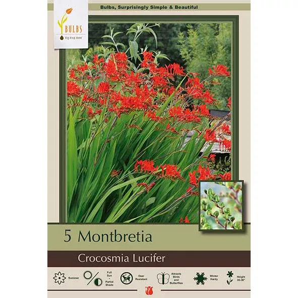 Montbretia Lucifer