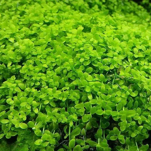 Monte Carlo (Micranthemum tweediei) – Live Aquatic Plant for Aquascaping, Freshwater Aquariums, and Planted Tanks