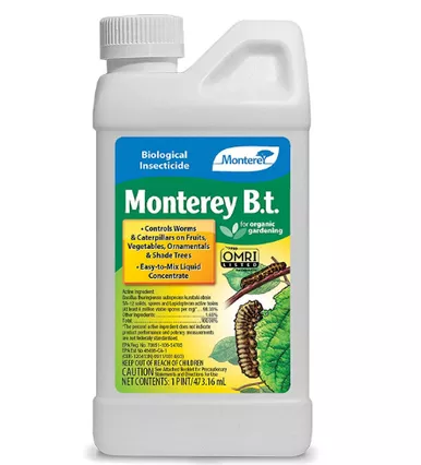 Monterey B.t. 1pt