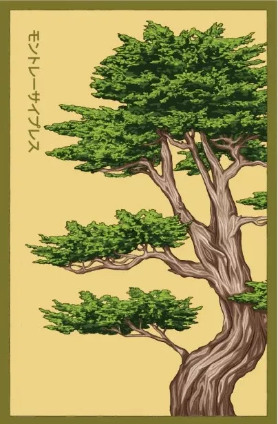 Monterey Cypress Flower Seeds Packet