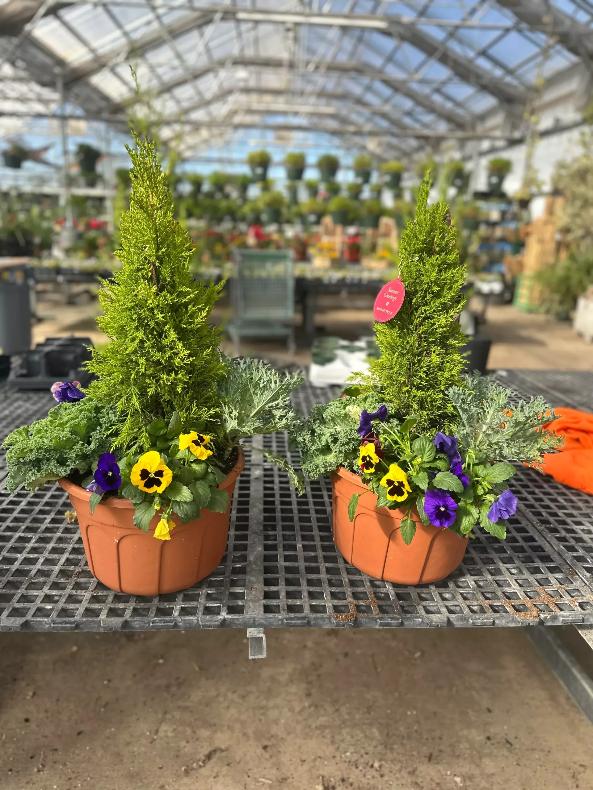 Monterey Cypress winter patio pot