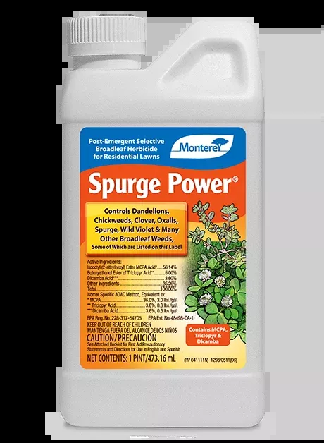 Monterey Spurge Power