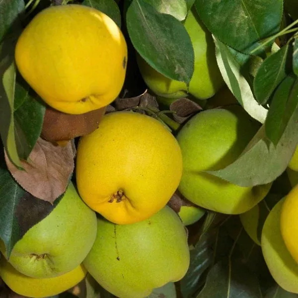 Monterrey Pear
