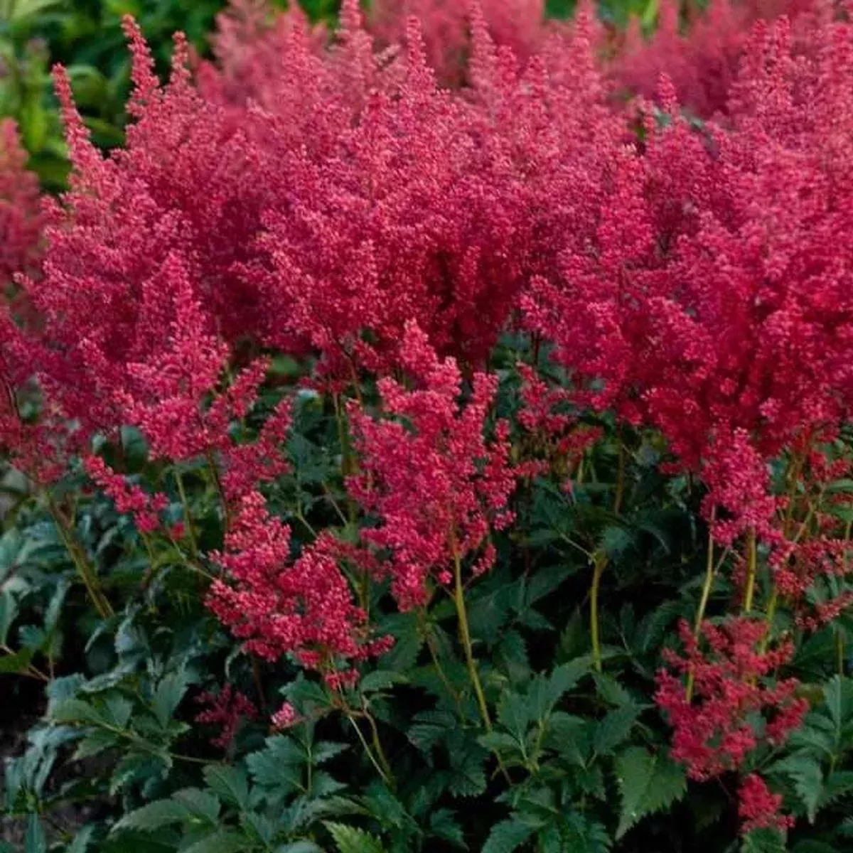 Montgomery Astilbe
