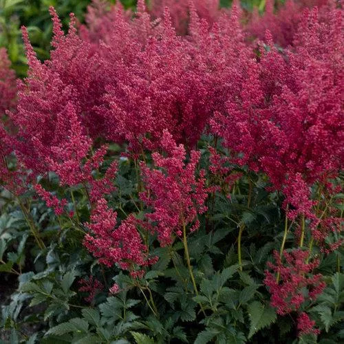 Montgomery Japanese Astilbe